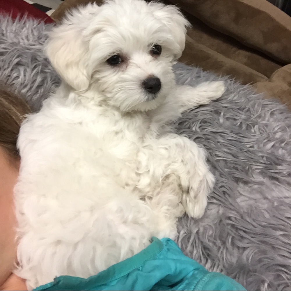 Meet your Posher, Bella